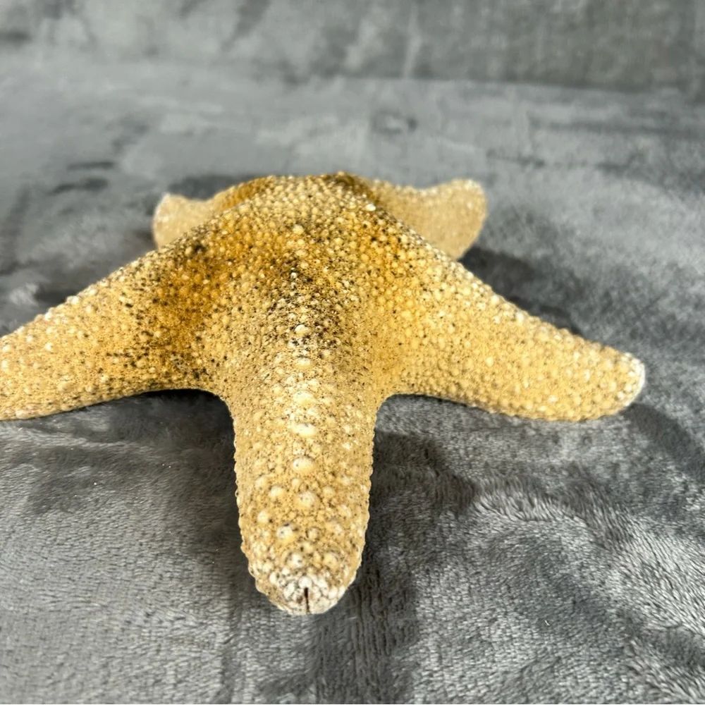 Natural Dried Starfish Decor Coastal Beach Home Accent Large 8” Patrick Nautical